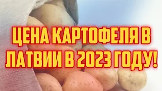 ЦЕНА КАРТОФЕЛЯ В ЛАТВИИ В 2023 ГОДУ! | КРИМИНАЛЬНАЯ ЛАТВИЯ