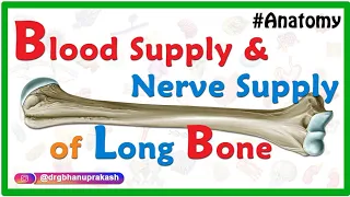 Blood supply and Nerve supply of Long bone - General Anatomy animations