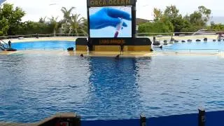 Loro Parque Whale Show (HD)