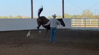 Why did this Horse Buck him Off?