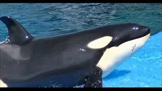 シャチの子供 part1（名前はリン）/ 名古屋港水族館【赤ちゃんから子供へ成長】