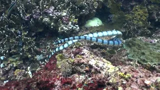 Banded sea krait (Laticauda colubrina) swimming and moving with the waves