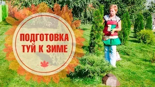 Подготовка к зиме хвойных растений 🌲Как укрыть тую правильно?