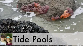 Where to See Tide Pools in Lincoln City, Oregon