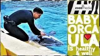 How is orca baby ULA doing at LORO PARQUE? 😍 | zoos.media