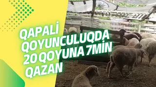 Qoyunu bu metodla saxla qazancini artir (Qapali Qoyunculuqda yeni üsul)