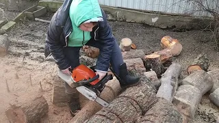 Stihl MS 362cm с  помощником на дровах / cutting firewood  by a 10 year old helper using chainsaw
