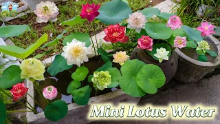 Techniques for growing Mini Lotus Water in pots at home