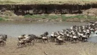 Wildebeest crossing Mara river