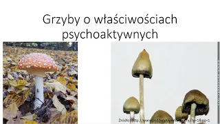 Grzyby o właściwościach psychoaktywnych