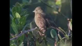 Fox Sparrow of Western Oregon