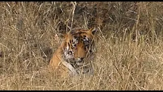 Aftermath of a tiger fight in Tadoba Tiger Reserve - Part 11 of 5 Tiger Reserves of India