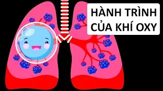 Hành Trình Của Khí Oxy Trong Cơ Thể