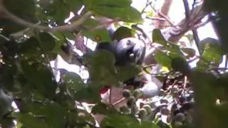 African Grey Parrot (Psittacus erithacus) at the Botanical Gardens, Entebbe, Uganda, October 2010