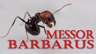 🐜 Harvester ants move to a bigger formicarium! 🌱 (Messor barbarus, Colonial XL)