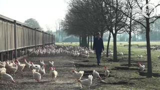 Kippen weer naar buiten na ophokplicht: 'Ze zijn alleen niet zo blij als koeien'