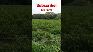 Sili Farm in the Philippines