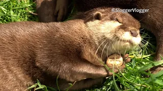 Otters Love To "Juggle" Their Stone In 4K