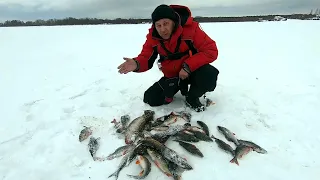 Зимние сети, жерлицы, окунь на блесну!  Зимняя рыбалка 2022 в Карелии, Онего.