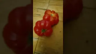 Самый лучший в мире томат 2022 г.!Высокоурожайный,сладкий и вкусный томат Чесночный ! Ч.1. СУПЕР!