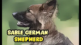 Sable Colored GSD Dog Puppy Breed Guide