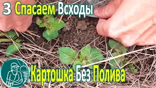 🥔 Посадка картофеля без полива в жаре и засухе ⯇3⯈ Спасаем всходы картофеля