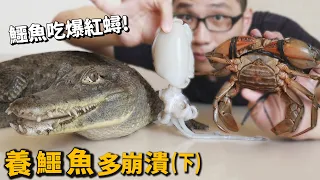 ［Break down pet owner] Crocodile  Eating Mud Crabs? Squids? Milk Fish? Six different sea foods!