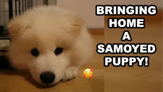 GETTING A NEW SAMOYED PUPPY 😍:  8 weeks old Samoyed puppy first day home