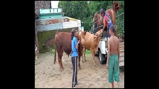 Female Cow Meeting Partner In The First Time