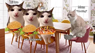 Cat memes: Cat Family Road Trip Compilation