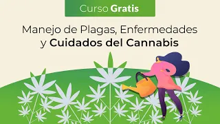 Curso Gratis: Manejo de Plagas, Enfermedades y Cuidados del Cannabis