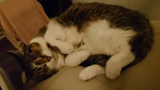 purring cat curls up to sleep