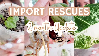 Import Plant Rescues ✨2 MONTH UPDATE✨ | the good + the disappointing | 6 rare wishlist plants