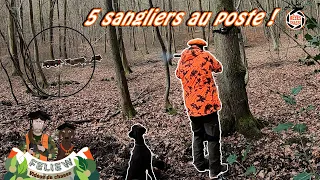 Superbe chasse au sanglier en battue chez @ChasseHD: 5 sangliers au poste ! Magnifiques scènes !