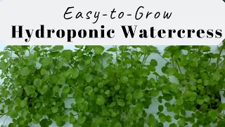 Growing Watercress by a Suspended Pot, Non circulating Hydroponic Method