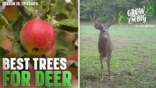 The Best Trees for Deer