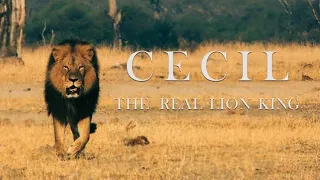 Cecil The Legacy of a King | animal planet full episode in hindi | documentary in hindi