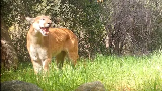 A Mountain Lion Screams In The Angeles National Forest