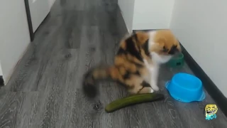 7 КОТЫ И ОГУРЦЫ! Коты боятся огурцов! ПОДБОРКА с озвучкой   Cats vs Cucumbers