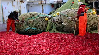 Wow..Net fishing shrimp video - Catch Hundreds Tons Shrimp and  processing frozen On The Big Boat