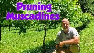 Pruning Muscadines In The Summer