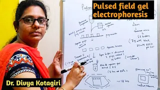 Pulsed field gel electrophoresis # PFGE in detail # Genes & Genus