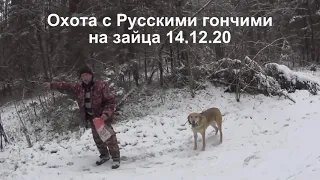 Охота на зайца с Русскими гончими  14 12 20