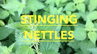 How to prepare stinging nettles