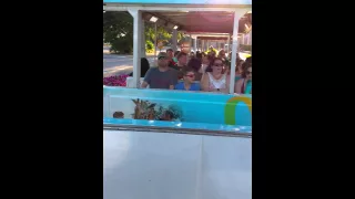 Funniest Busch Gardens tram ride entertainment!