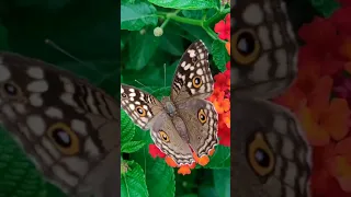 Slow Motion Footage Of A Monarch Butterfly On Cluster Of Flowers #shorts #butterfly