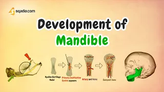 Development of Mandible | Anatomy and Embryology for Medical Students