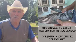 Gołębie pocztowe | Macerat | Eugeniusz Derewlany | praca hodowlana | odbudowa posezonowa | część 2 |