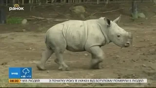 Северные белые носороги: спасение вида