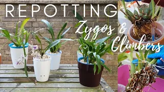 The Awkward Orchids - Repotting & Troubleshooting | Climbing Orchids & Zygopetalums